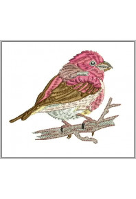Pet105 - Purple Finch on branches